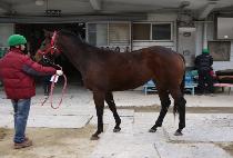 Ŭ����Ĺ (CLIQUOT CAT) ����