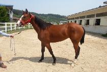 ����Ʈ�帲 (BEST DREAM) ����