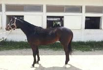 ���������� (LEGEND WINNER) ����