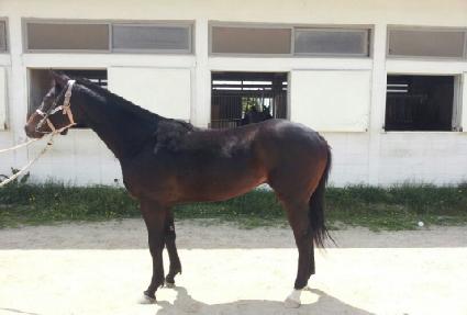 ���������� ����