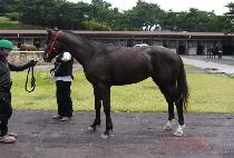 ��ȣ��ƮĹ (YAHO PORT CAT) ����