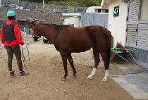 �����ν� (PRINCEPS) ����