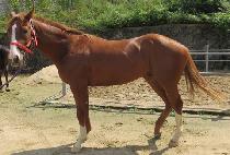 ���̾�Ÿ (Lion Star) ����