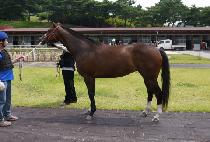 ��Ű��Ÿ (LUCKY STAR) ����