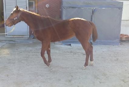 �ް��帲 ����