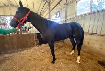 ���δ�ī (VERONICA) ����