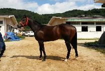 ��ǳ�� (DAEPUNGNYEON) ����