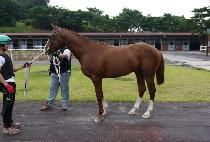 �ο����丮 (ROYAL VICTORY) ����