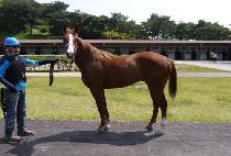 ����ī (Roica) ����