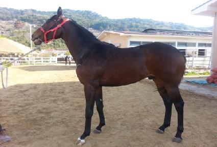 ���ѹٶ� ����