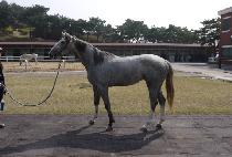 ī�������� (CHARISMA QUEEN) ����