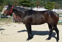 �г������� (BUNNOUI JILJU) ����