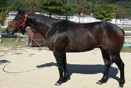 �г������� ����