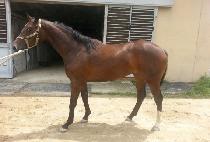 ���̰̽� (Racing Girl) ����