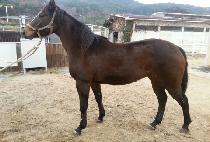 ������� (DESPERADO) ����