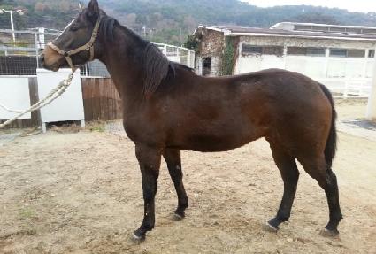 ������� ����