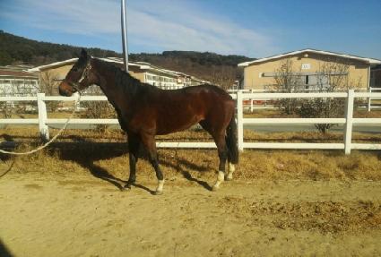 �����ƽ� ����