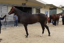 ��ȣ�̶�Ŭ (YAHO MIRACLE) ����