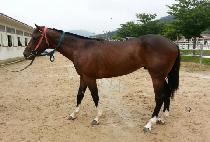 ��Ÿŷ (STAR KING) ����