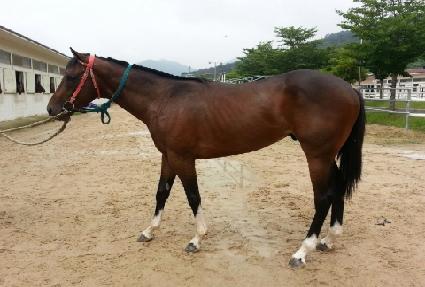 ��Ÿŷ ����