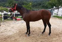 �Ŀ�Ǯ���� (POWERFUL FORCE) ����