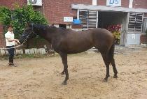 ��ȣ���� (BIHO JILJU) ����