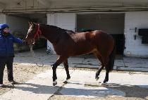 ����è�� (SINHEUNG CHAMP) ����