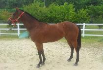 õõ��� (CHEONCHEONDAERO) ����