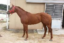 �Ҵ� (SONIC) ����