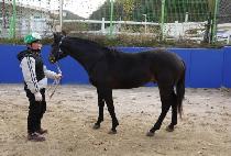 ���ָ� (DOL JUMEOK) ����