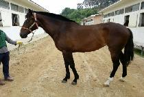 ���ϵ���� (WILD ROSE) ����