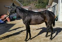 ����Ʈ���� (SWEETPAPA) ����