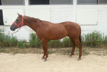 ��Ÿ���� ����