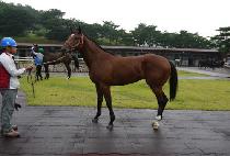 ĸƾ�ε� (CAPTAIN ROAD) ����