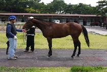 �ڽ���ŷ (COSMOS KING) ����