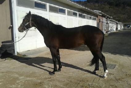 ���ƴ�ĸƾ ����