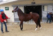 ���� (NOUVEAU) ����