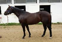 ��������Ÿ (SSI F STAR) ����