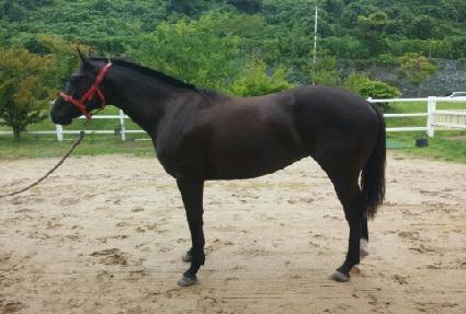 ������Ʈ���� ����