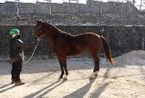 Ž��ǳ (TAMRA DOLPUNG) ����