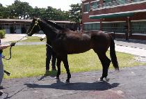 ��·�� (RAON RUSA) ����