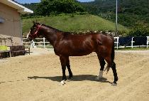 YEONGCHEON ACE picture