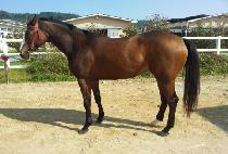 �Ŀ��� (POWER QUEEN) ����