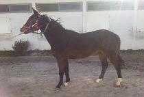 ��պ� (DAEWANG BYEOL) ����