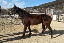 �뼺�� (DAESEONG BYEOL) ����