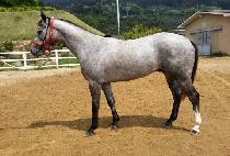 ���Ͻ�Ÿ (SAMIL STAR) ����