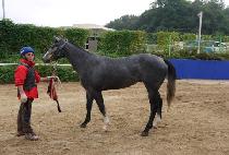 �Ƹ޸�ī�帲 (AMERICA DREAM) ����