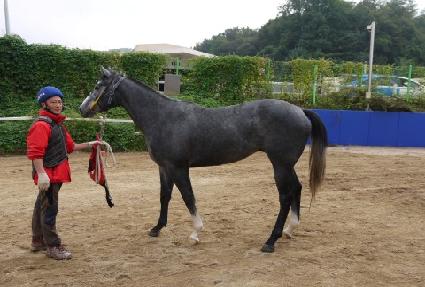 �Ƹ޸�ī�帲 ����