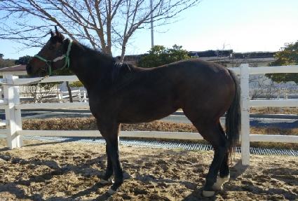 ������Ʈ���� ����