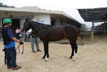 ����Ʈ���� (GO GO TRAIN) ����